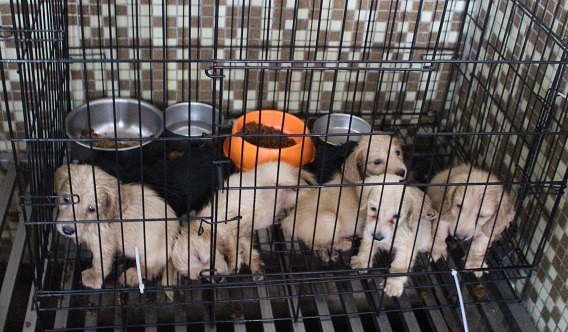 動物之家的幼犬，需要經過洗浴整理才好送養，由志工擔綱的洗浴流程可不能輕忽。 李娉婷/攝