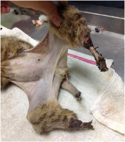 被捕獸鋏夾斷兩條後肢和一截尾巴的浪貓「抱抱」,被發現時是這樣的慘況。 林靜亞/提供