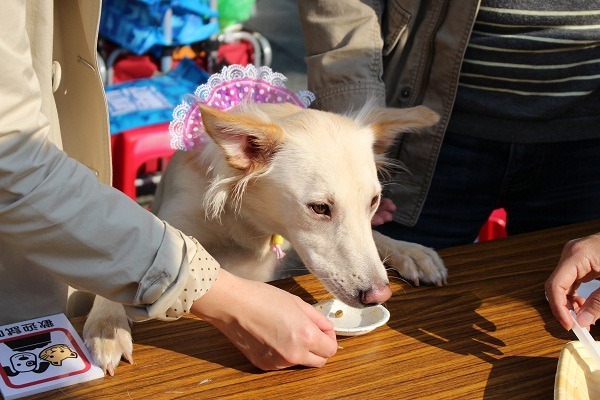 部分飼主認為可以開徵「寵物稅」，但必須專款專用，用作提升家犬的動物福祉。  江幸芸/攝