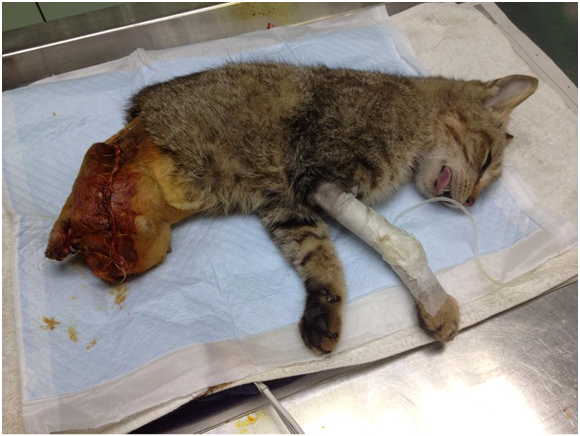 抱抱雖獲救存活,卻逃不過後腿高位截肢修復的命運。 林靜亞/提供