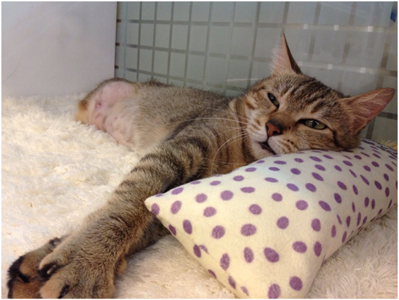 養了快8個月時,抱抱在一旦心情不好還是會攻擊林靜亞,對陌生人也有攻擊性與恐懼心。 林靜亞/提供