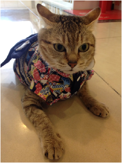 在悉心照顧下,瘦弱的抱抱變胖了,也不再那麼怕人。林靜亞誠心許給抱抱一個幸福的未來,相信時間和耐心總有一天能化解抱抱對人類的不信任及恐懼。 林靜亞/提供