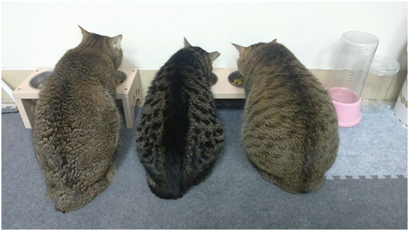 抱抱和家中其他貓咪一起用餐,猜猜看哪一隻是抱抱? 林靜亞/提供