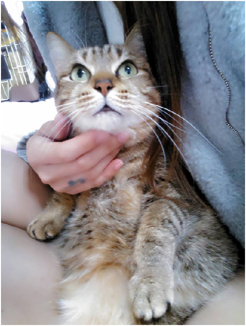 靜亞對著抱抱說:「未來的日子裡有我陪著妳,我要讓妳當一隻幸福無比的貓兒,希望能彌補妳之前所受的委屈與傷害,讓妳重新相信人類,我會敞開胸懷等待妳願意投入懷抱的那天^_^」 林靜亞/提供