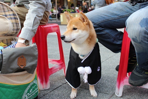 政府在探測「寵物稅」的民意反應，你去「公共政策網路參與平台」投票表達意見了嗎?   江幸芸/攝