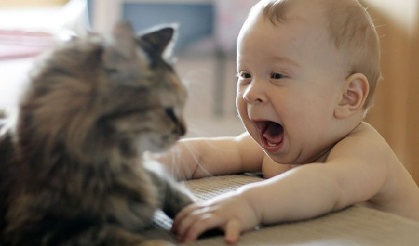 由於小孩不懂得怎麼控制力道，有可能會拉扯、緊抓甚至咬寵物們，這些都可能害牠們受到驚嚇，而不敢靠近小孩。  取自4ever.eu