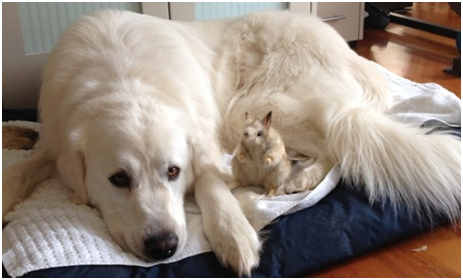 馬雷馬狗庫柏的職前訓練----適應一隻絨毛玩具袋狸。 取自網路