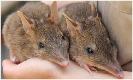 袋狸在澳洲本土的野外已滅絕,僅在塔斯馬尼亞島(Tasmania)還有小量數目。 取自Zoos Victoria