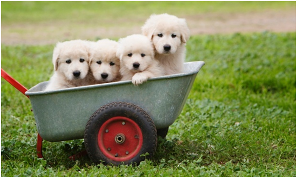 馬雷馬狗是義大利的一種牧羊犬,已被用來看守牲畜達數百年了。但牠們近來被選用在比較不尋常的保育工作上。 取自網路