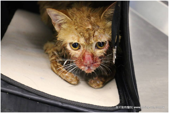 從小被不當暴力管教，驚魂甫定的貓咪，眼神裡滿是恐懼戒備，並拒絕友善的接觸與檢查。林棠棣/攝