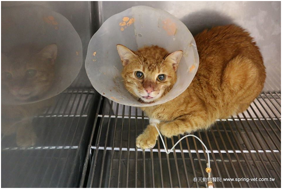 小貓何其不幸，遭遇到暴力管教，以致腦震盪重傷；又何其有幸，愛牠的女主人決心和施暴男友分手，讓愛貓有個溫暖平和的家庭生活。林棠棣/提供