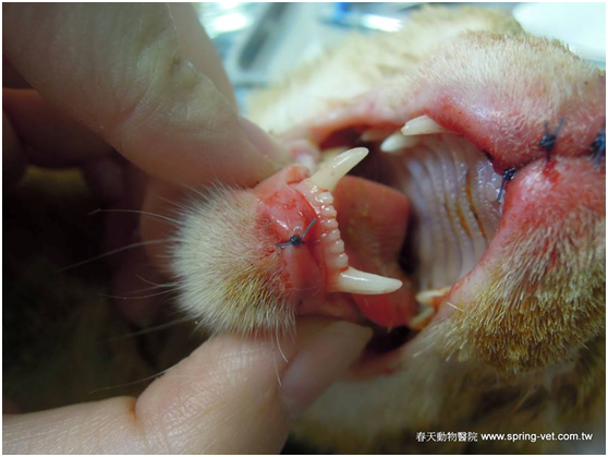 貓咪身上的血跡可以洗乾淨，傷口最終也會癒合，受創的心靈需多久才能恢復？才能再次信任人類？  林棠棣/攝