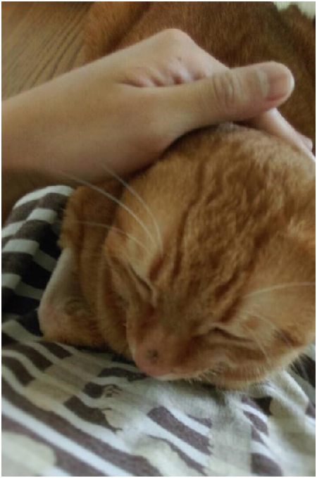 治療後的貓咪，林棠棣院長繼續追蹤情況，女飼主也回傳牠的乖巧模樣居家照。林棠棣/提供