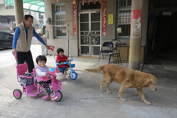 在家中，呂阿公幫雙胞胎孫子推車和黃金獵犬玩「娃娃車追大狗」的遊戲。 蕭士塔/攝