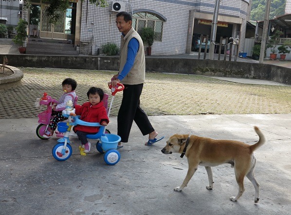 推娃娃車出門時，米克斯隨行擔任保全。 蕭士塔/攝