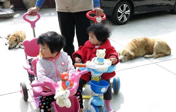 黃金獵犬與米克斯各司其職，分別擔任保母與保全。 蕭士塔/攝