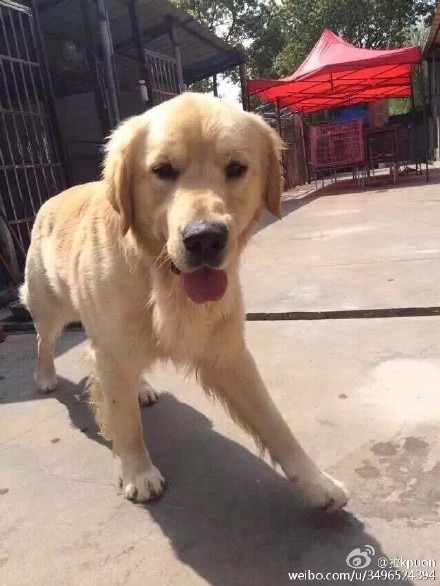 黃金獵犬「披薩」曾被救援至民間犬舍，那時牠還很健康活潑。 取自網路