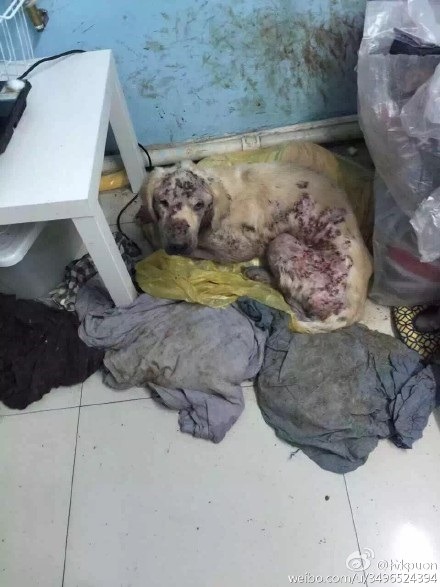 當初的救援者看到「披薩」的這個景象，能不崩潰嗎?  取自網路