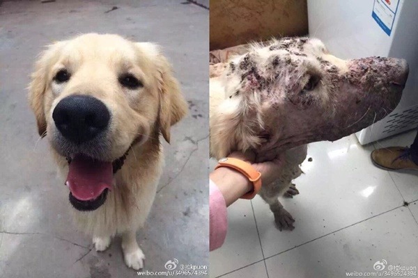 在動物醫院充當血狗8個月下來，「披薩」已完全毀容----健康全毀。  取自網路