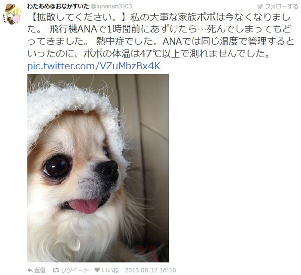 飼主說4歲的波波搭機前已攝取充足水分，且精神良好。 翻攝自lunanan3103的推特