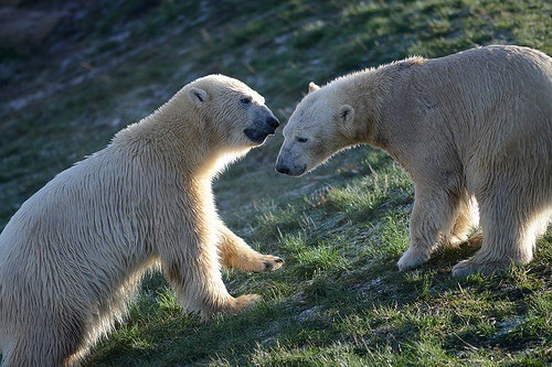 英國約克郡野生動物公園裡設有北極熊專區，目前有4隻北極熊在其中過著悠閒生活。取自Yorkshire Wildlife Park