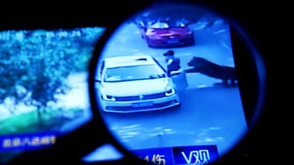 從監視帶中可看到，女乘客在猛獸區私自下車，才遭到老虎攻擊。 截圖自BBC中文網