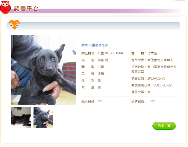 目前約4月齡的小黑狗，已安置於八里動物之家，等待有緣人帶牠回家。取自新北市動保處官網