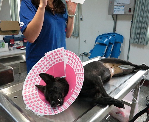 為了提高飼主替狗寵登、防疫和絕育的意願，台北市動物之家訂出免收焚化費的優惠。(台灣動物新聞網資料照，蕭士塔/攝)