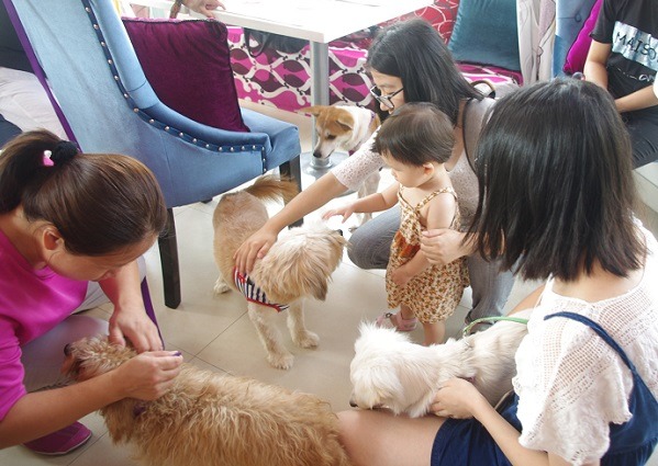 這場領養會來了5位送養人，其中一位是年輕女生，另4位是上海阿姨。  無糖媽/攝