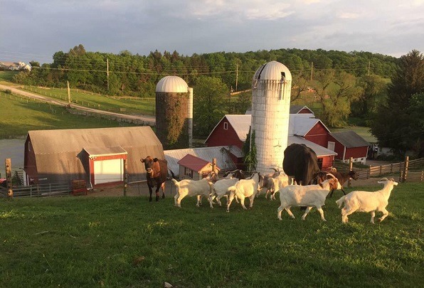 Skylands Animals Sanctuary一景。