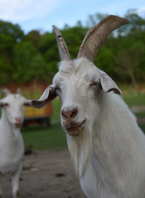 Skylands Animals Sanctuary一景。