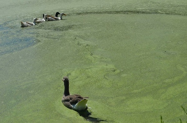 Skylands Animals Sanctuary一景。