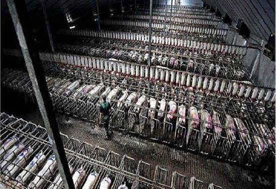 母豬狹欄讓母豬無法轉身、活動。