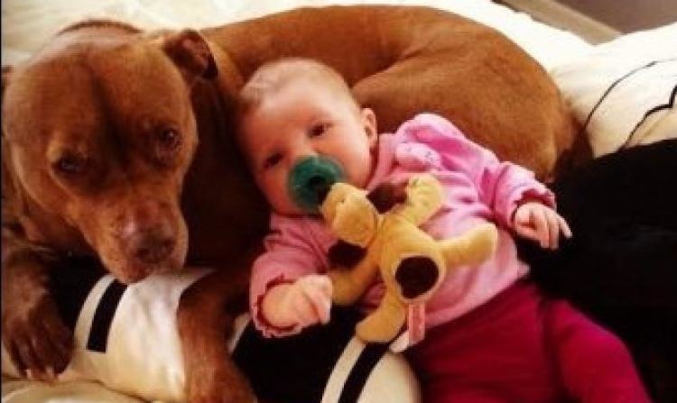 比特犬粉絲 不斷貼出可愛的比特犬照片。  取自網路