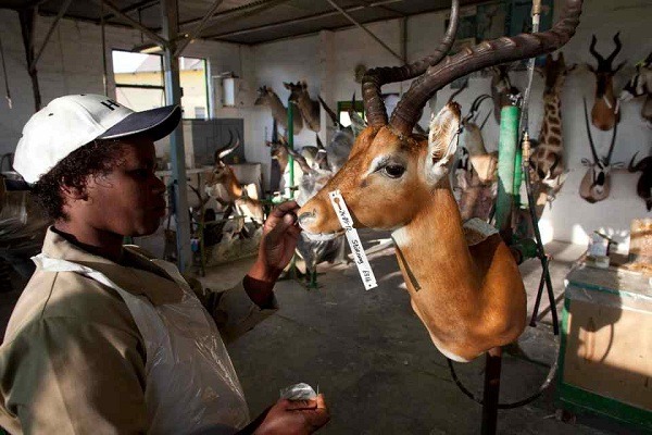 位於納米比亞首都的這間標本廠，曾因獅王「賽西爾」被獵殺事件，受到外界關注。廠內共有45位工作人員。  取自thesun.co.uk