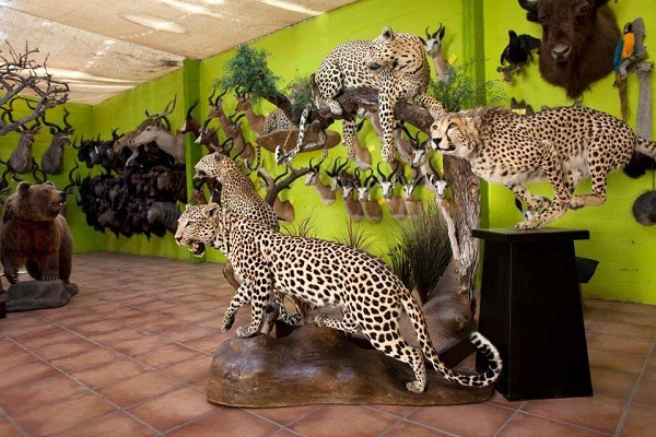 標本形式由顧客選擇，可以是懸掛式的頭像，也可以是神態栩朽如生的全身式標本。 取自thesun.co.uk