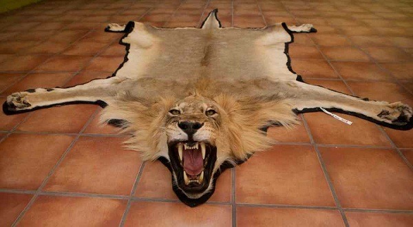 取獅頭和毛皮製成的地毯，也是這家標本廠的產品。取自thesun.co.uk