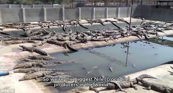  善待動物組織（PETA）日前在官網上曝光了德州與辛巴威等地鱷魚養殖場的情況。  取自PETA官網