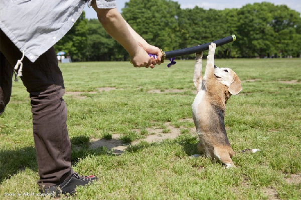  布丁在「2010年度才藝-汪！大獎賽」總決賽表演「空手奪白刃」大獲好評，引起日本電視台和報章雜誌的注意。  取自Purin the Super Beagle臉書專頁