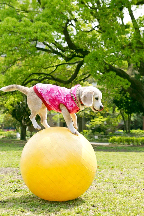  2012年，布丁的才藝數破百。平日在公園表演站在健身球上行進、滑滑板、倒立走路、跳繩等才藝時，總令遊客驚呼不已。  取自Purin the Super Beagle臉書專頁