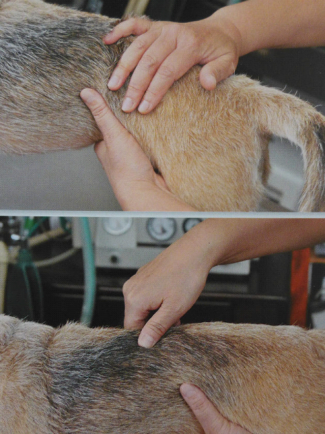上圖是石田院長以手觸診，確認布丁脊椎的偏移和強度等；下圖則是針對偏移部位進行調整。  翻攝自《愛犬之友》