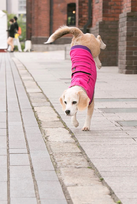  布丁的倒立行走堪稱一絕，可是對四腳站立的動物來說，這個姿勢對脊椎與前腳造成極大壓力，不可不慎。  取自Purin the Super Beagle臉書專頁