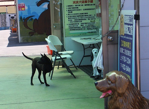 每隻貓狗都是有知覺的生命體,要領養他們或不擬續養時,都應慎重思考。 李娉婷/攝