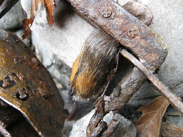 獸鋏對野生動物的傷害極大。圖為腳被夾住的山羌。  環境資訊中心資料照