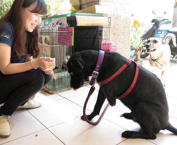 肢障的犬隻相當比例是誤中捕獸鋏而被手術截肢。 蕭士塔/攝