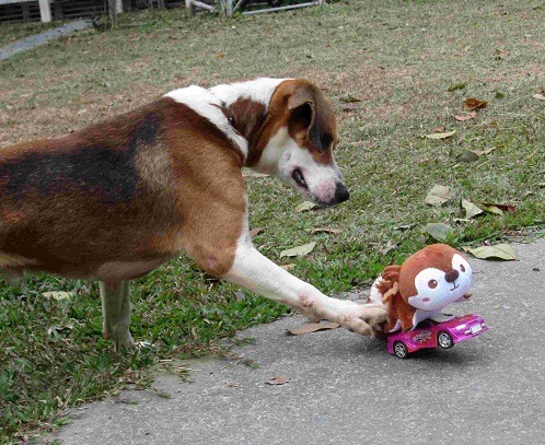 可以用沾了鼠味的電動填充玩具，訓練狗捕捉老鼠。   蕭士塔/攝