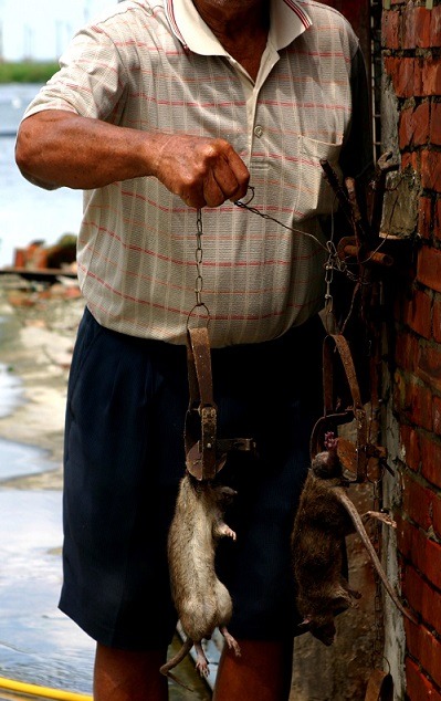 捕獸鋏過去普遍用於捕鼠。蕭士塔/攝