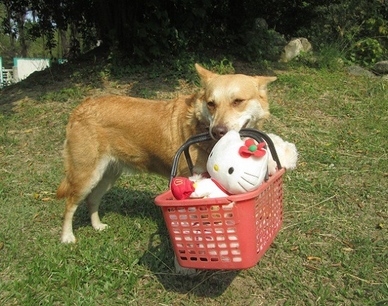 菜籃犬是很傳統的家庭工作犬形象，有的甚至被訓練為買菜犬。  蕭士塔/攝