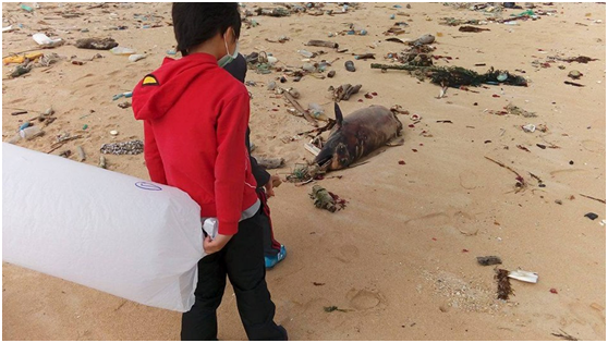 海豚死在滿地垃圾沙灘上，讓一起到海邊撿漂流物的小孩無言了，海豚一直是他們最喜歡的動物。 蔡曜任/提供