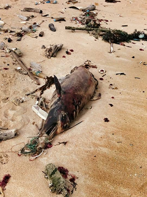 在龍門附近海灘一隻死去的海豚，嘴上纏著漁網，背景是佈滿垃圾的海岸。蔡曜任/提供